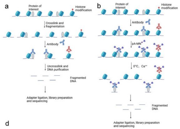 Comprehensive Analysis of Cut&Run vs ChIP-seq